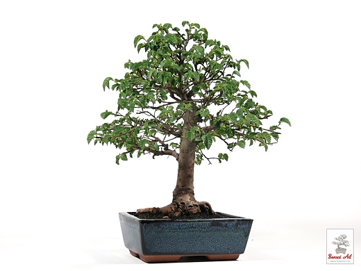 Bonsai Ulmus - bonsaj brest  exterirov  v modrej miske