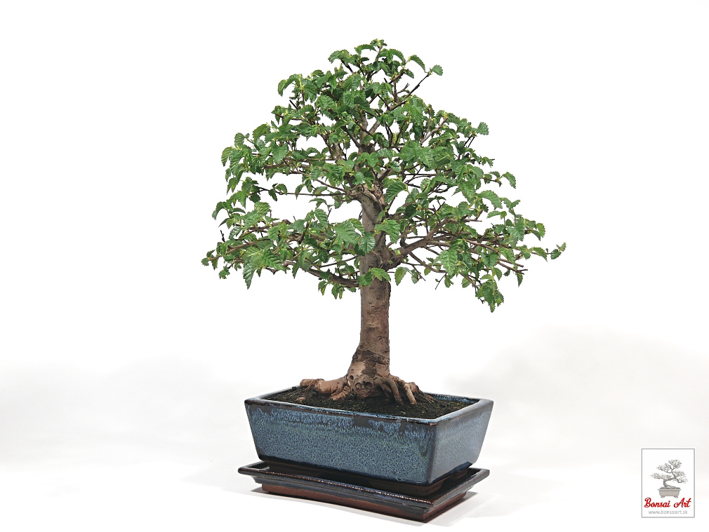 Bonsai Ulmus - bonsaj brest  exterirov