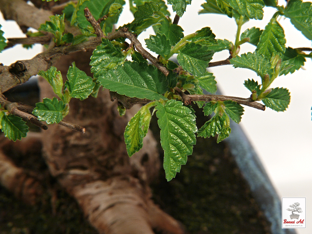 Bonsai Ulmus - bonsaj brest  exterirov