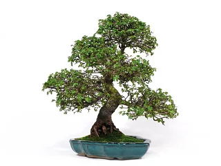 izbov bonsai v miske ulmus brest