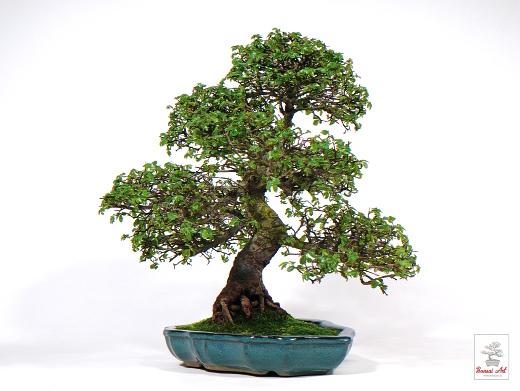 Bonsai Ulmus parvifolia - bonsaj brest drobnolist v modrej miske s podmiskou