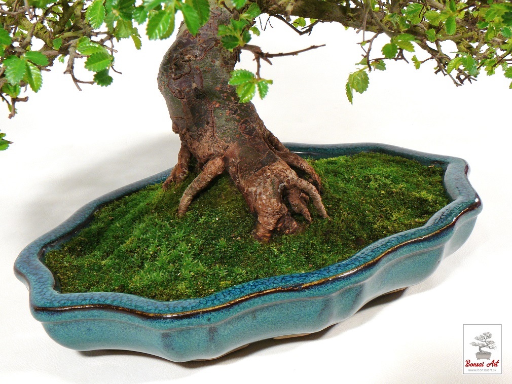 Bonsai Ulmus parvifolia - bonsaj brest drobnolist v modrej miske