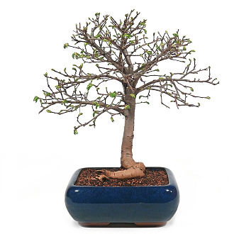 Exterirov bonsaj
