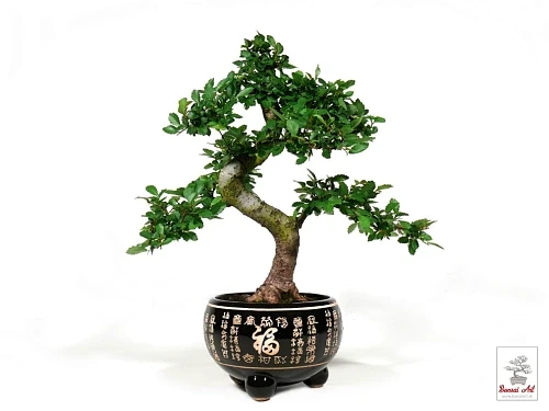 Bonsai