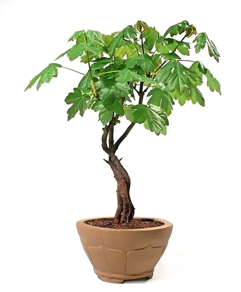 Bonsai acer 