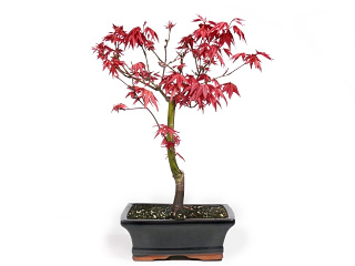 Japonský javor deshojo bonsai