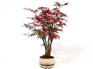 Bonsai javor acer