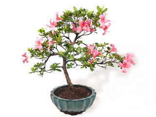 Bonsai azalka