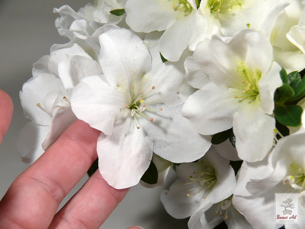 Bonsai azalea - bonsaj z azalky v porcelnovej nskej miske s podmiskou