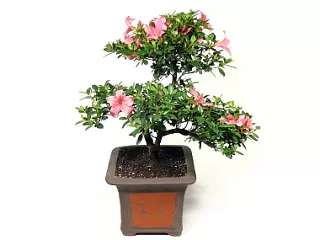 Azalka bonsaj s ružovými kvetmi