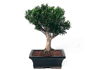 Bonsaj buxus