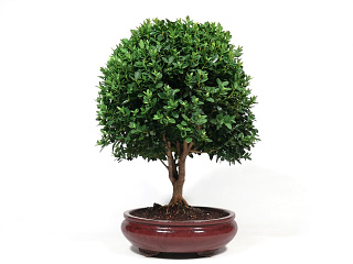 Bonsai buxus krupn