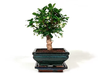 Bonsai karmona