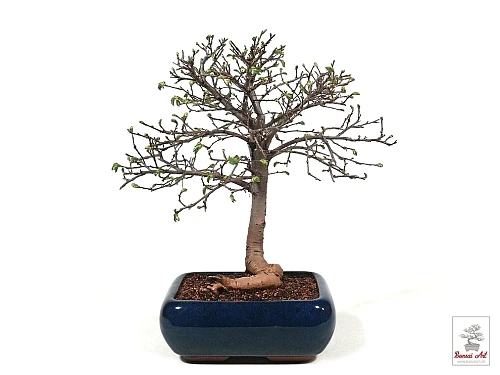 Bonsai exterirov vonkaj