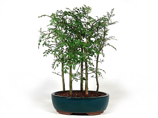 Bonsai Fraxinus