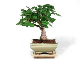 Bonsai sukulent