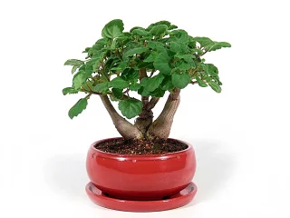 Bonsai plektrant sukulent