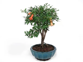 Bonsai punica grantovnk