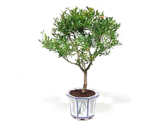 Bonsai punica granatum