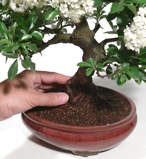 Bonsai detail