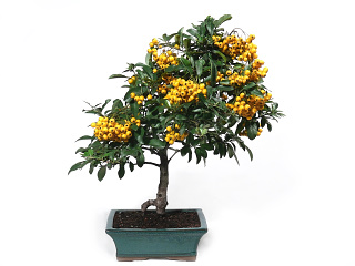 Bonsai pyracantha