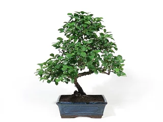 Bonsai sagercia