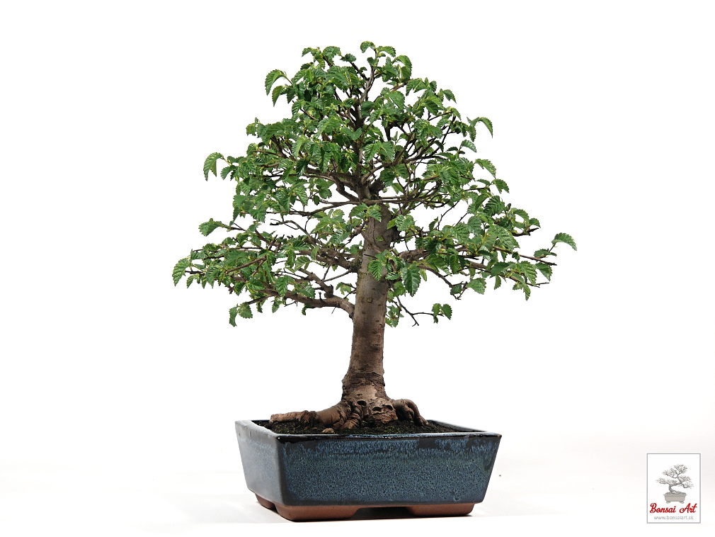 Bonsai Ulmus - bonsaj brest  exterirov