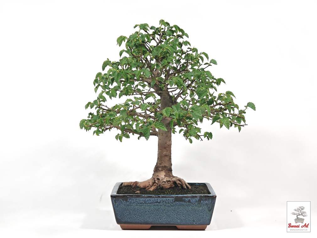 Bonsai Ulmus - bonsaj brest  exterirov