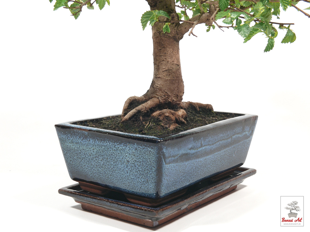 Bonsai Ulmus - bonsaj brest  exterirov