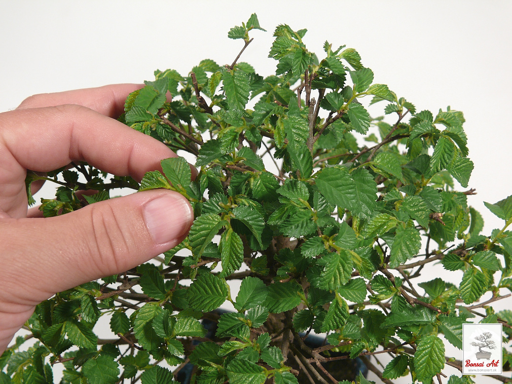 Bonsai Ulmus - bonsaj brest  exterirov