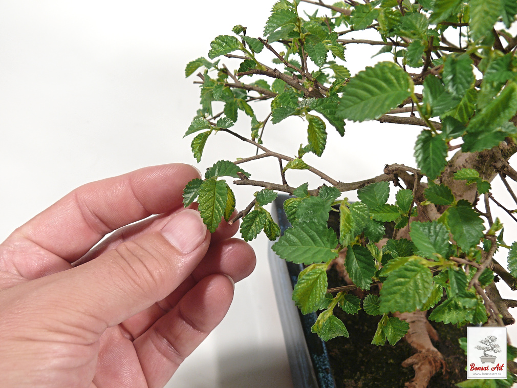 Bonsai Ulmus - bonsaj brest  exterirov