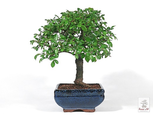 Bonsai Ulmus parvifolia - bonsaj brest drobnolistý v modrej miske s podmiskou