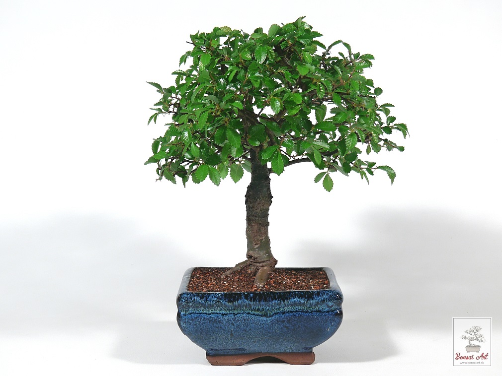 Bonsai Ulmus parvifolia - bonsaj brest drobnolist v modrej miske s podmiskou