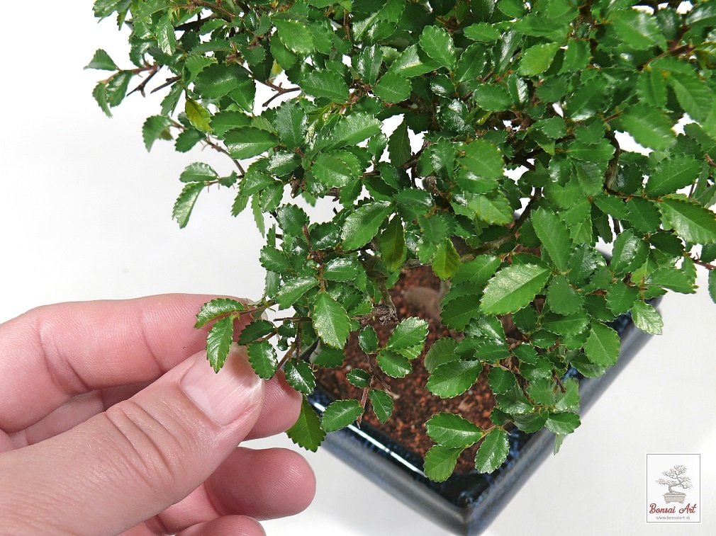 Bonsai Ulmus parvifolia - bonsaj brest drobnolist v modrej miske s podmiskou