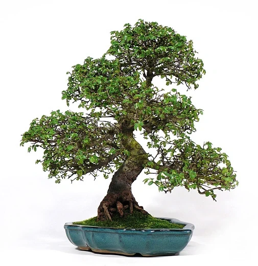 Bonsai vek