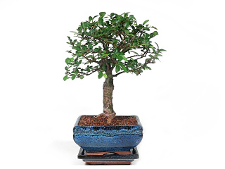 Bonsai  brest