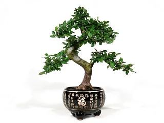 Bonsai brest