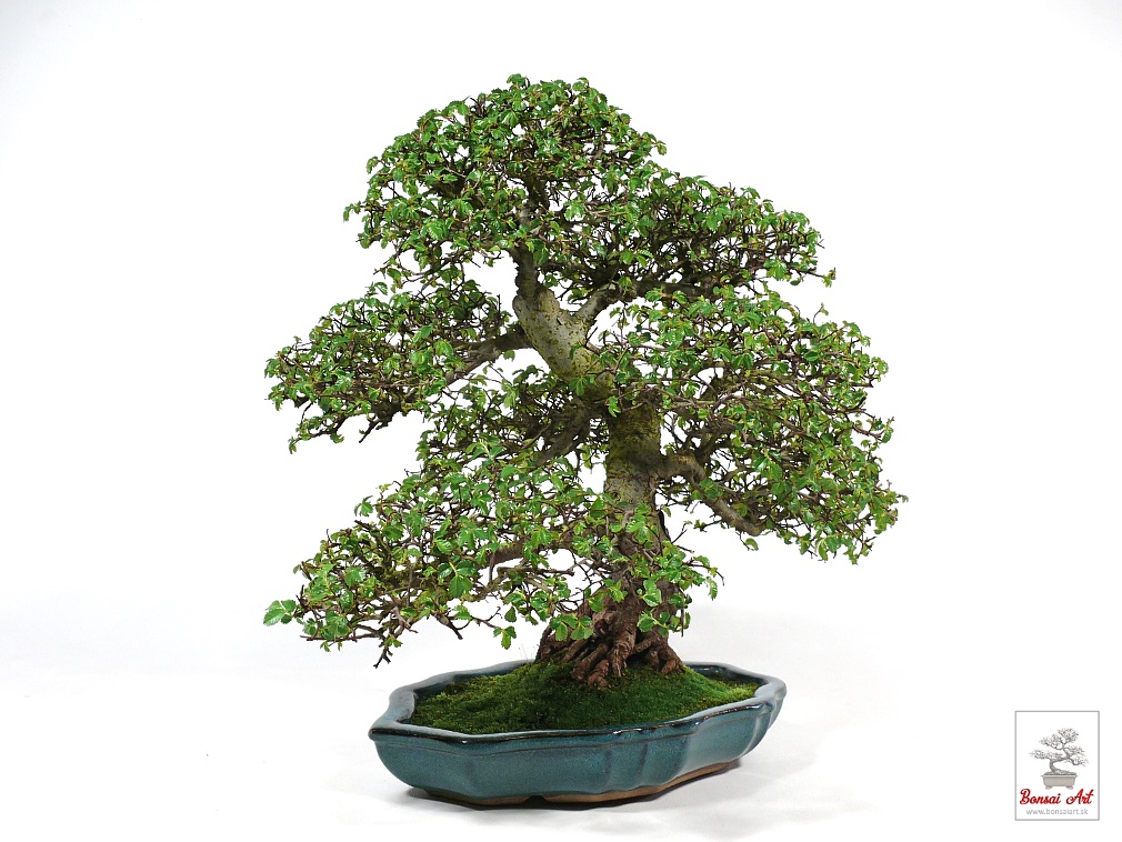 Bonsai Ulmus parvifolia - bonsaj brest drobnolist v modrej miske