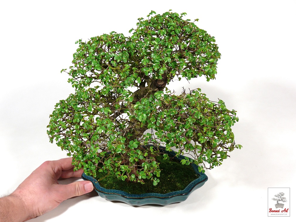 Bonsai Ulmus parvifolia - bonsaj brest drobnolist v modrej miske