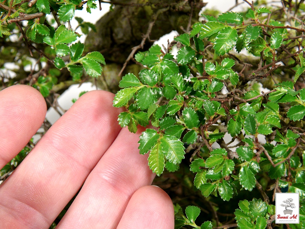 Bonsai Ulmus parvifolia - bonsaj brest drobnolist v modrej miske