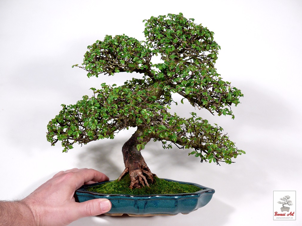 Bonsai Ulmus parvifolia - bonsaj brest drobnolistý v modrej miske