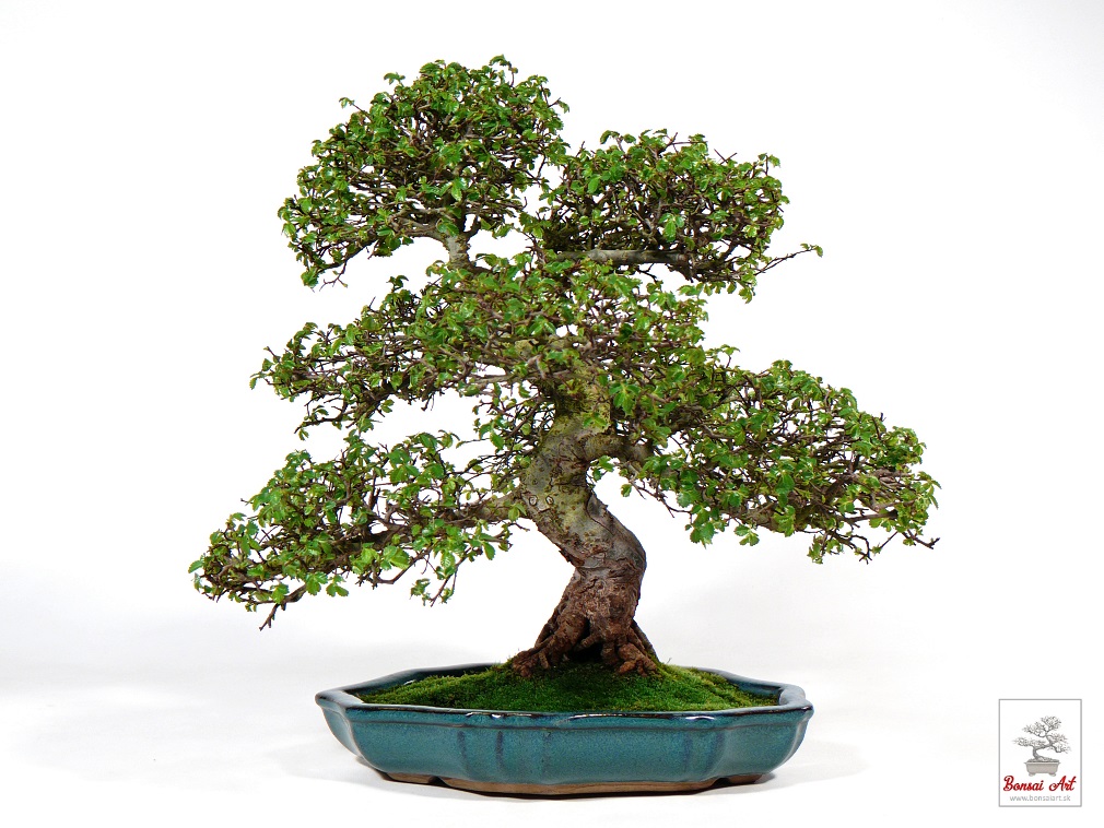 Bonsai Ulmus parvifolia - bonsaj brest drobnolist v modrej miske