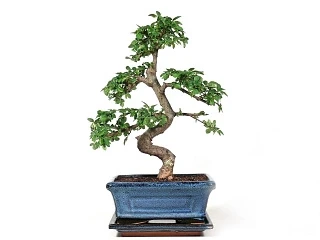 Bonsai