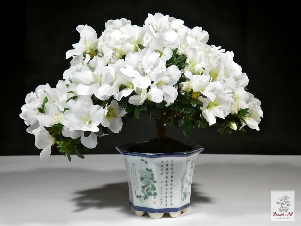 Bonsai azalea - bonsaj z azalky v porcelnovej nskej miske s podmiskou