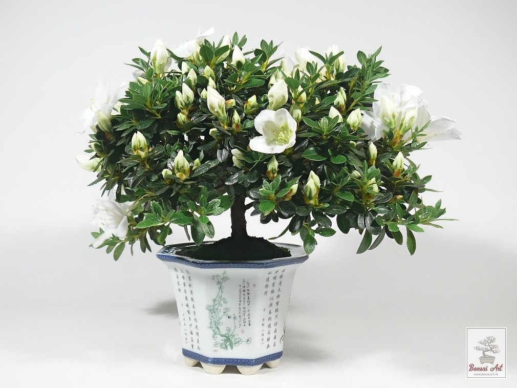 Bonsai azalea - bonsaj z azalky v porcelnovej nskej miske s podmiskou