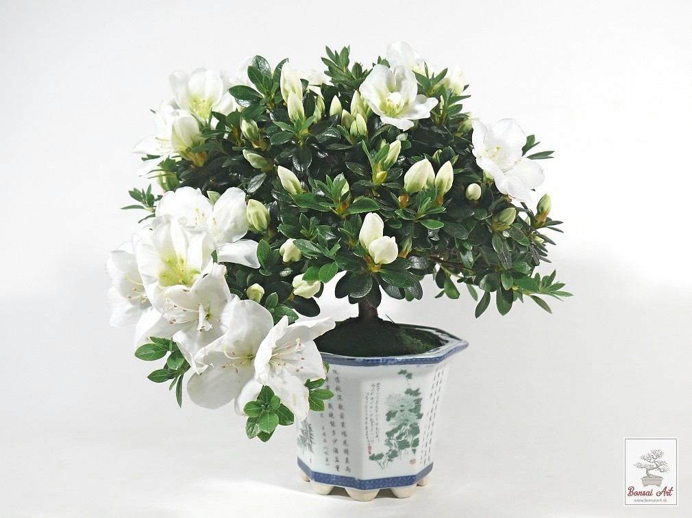 Bonsai azalea - bonsaj z azalky v porcelnovej nskej miske s podmiskou