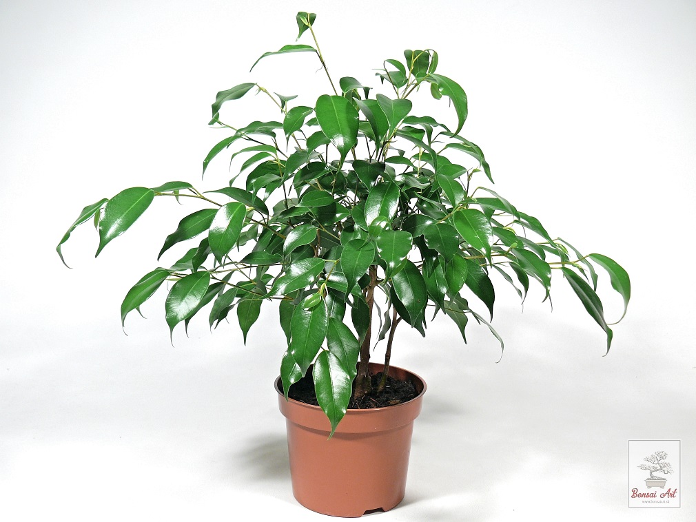 Rastlina Ficus benjamina 