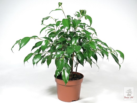 Rastlina Ficus benjamina 