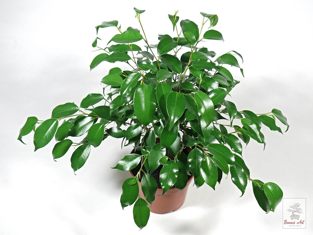 Rastlina Ficus benjamina 