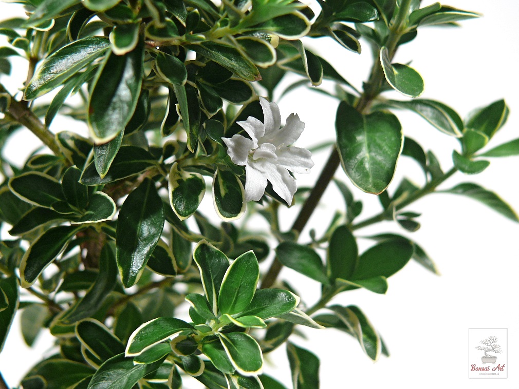 Rastlina Serissa foetida Variegata - panaovan serisa